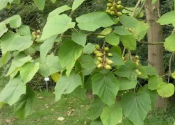 Paulownia tomentosa / Nagylevelű császárfa